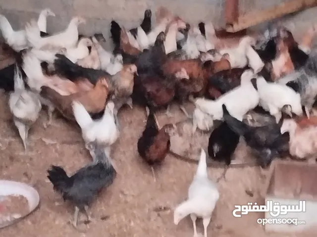 للبيع دجاج عماني