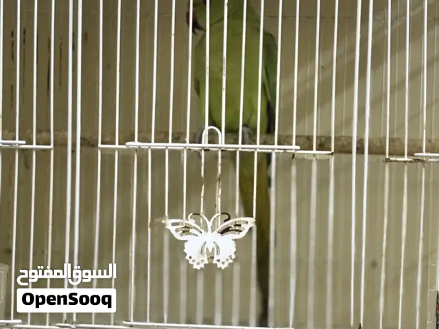 Parrot for sale