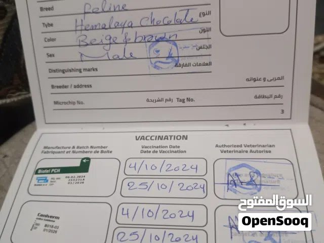 قط اليف الهملايا العمر سنتين
