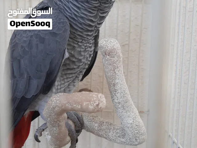 ببغاء كاسكو افريقي انتاج محلي