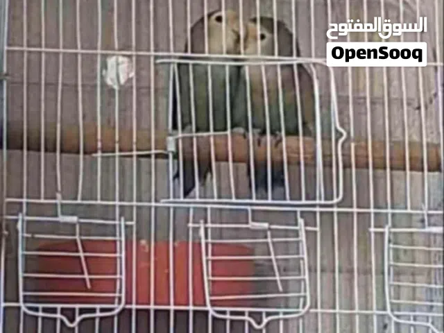 جوز روز شغال اهل فراخ مع قفص 4 معالف وكوخ