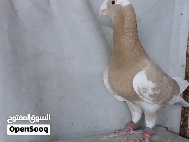جواز هومرات مراقيع كلو شغال ومعهم فراخ
