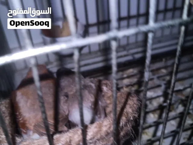 مطـلوب ، انتى زيبرا فول اورنج