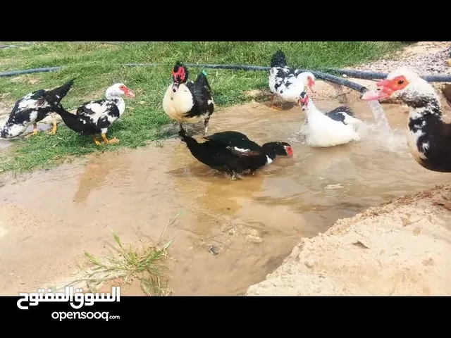 بط موسكوفي (بش مصري) 5 اناثي وذكر واحد المجموع 6.تحتهن 20بيضه .....................................