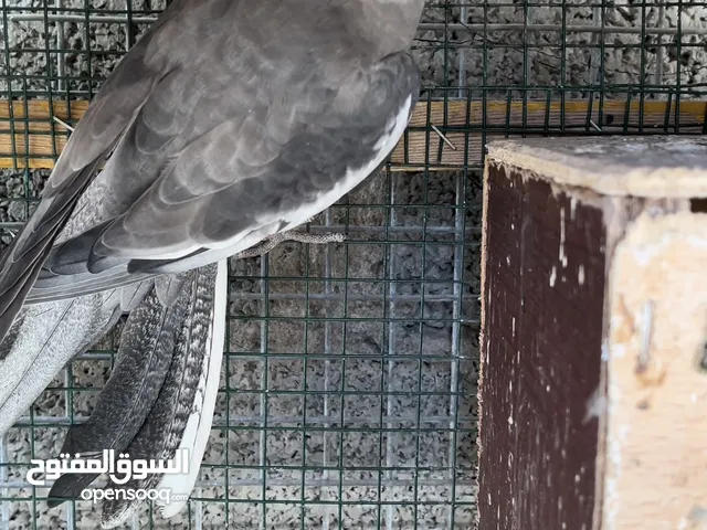 كوكتيل وايت فيس أليف للبيع او البدل بزوج روز