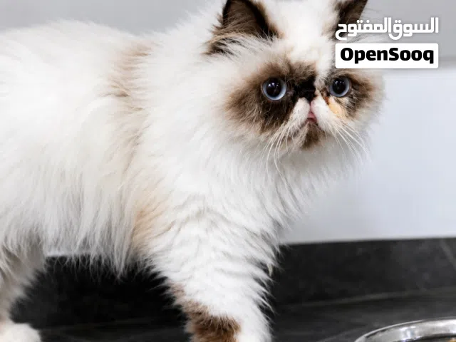 قطه للبيع بيرشن