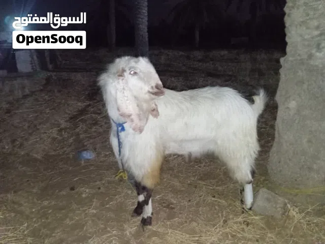 جدي اللون ابيض