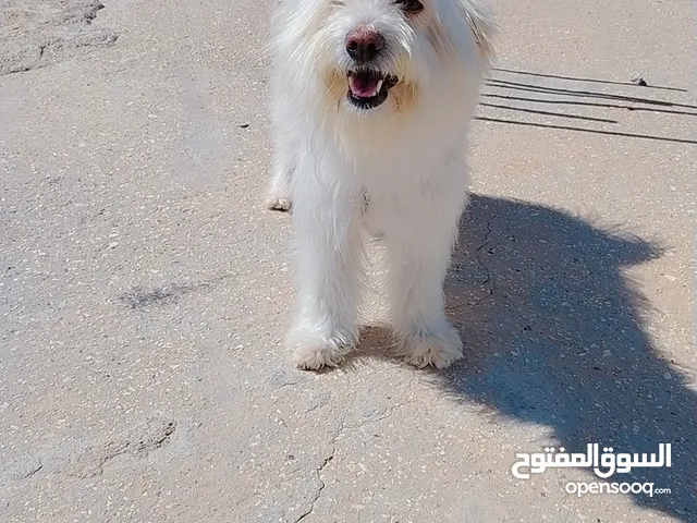 كلب زينه انثى