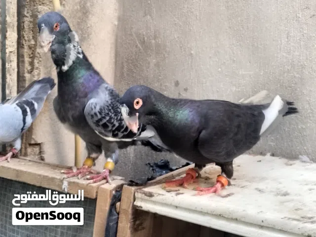 متاح طيور حمام