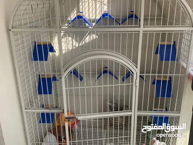 Big cage for parrots- قفص كبير للببغاوات