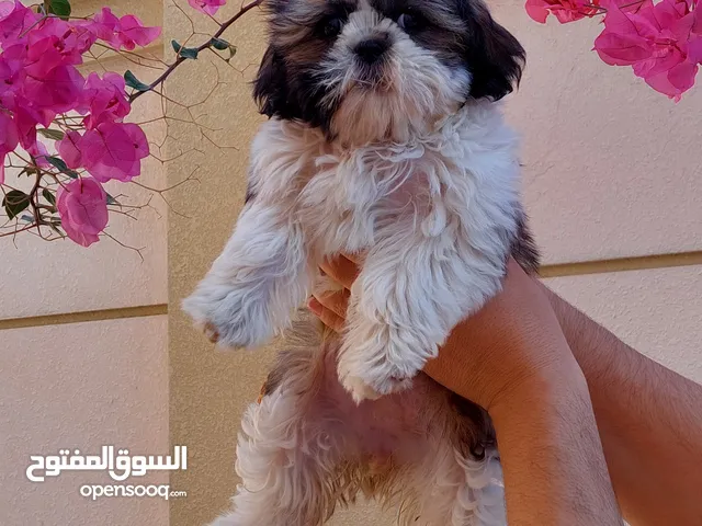 Cute Shih Tzu Puppy / girl 2.5 months