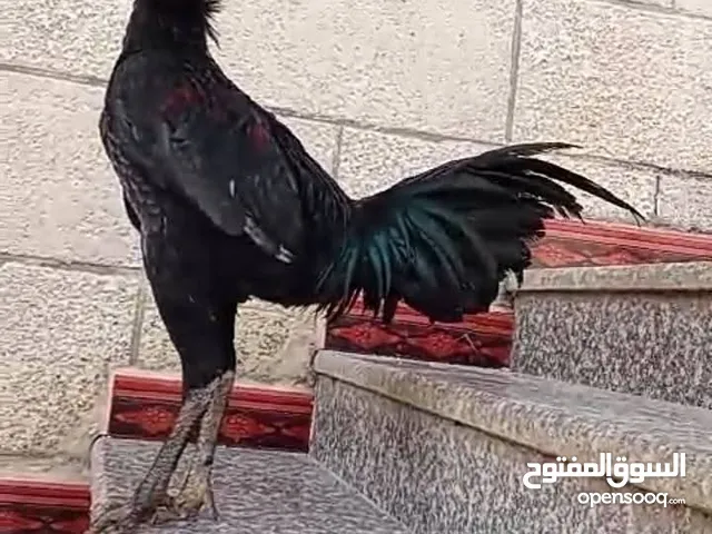 ديك باكستاني