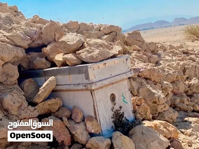 مطلوب خلية نحل خمسه برواز