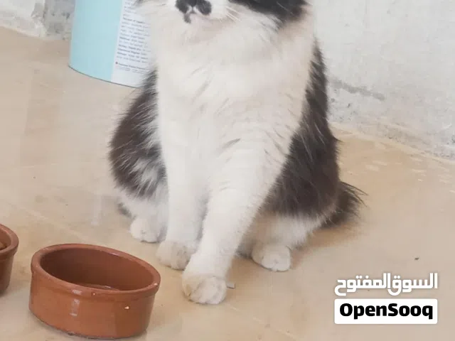 يوجد قط شيرازي العمر سنه