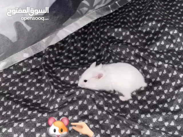 هامستر روسي غزم و مسلتزماته للبيع