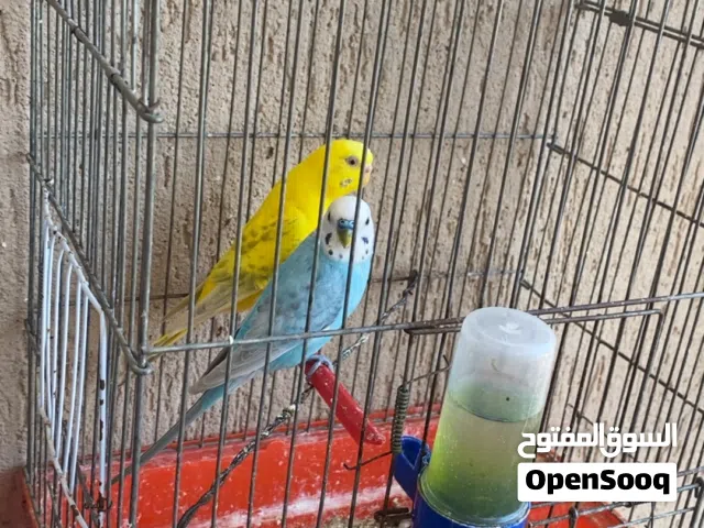كوبية منتجه ربـჂ̤ يبارك للبيع مستعجل وسومو فـჂ̤