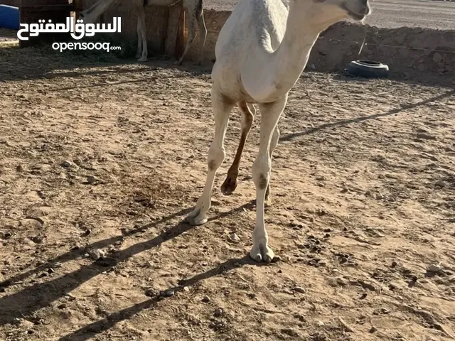قعود مفرود بري طيب بالحيل على حليب امه وأعشاب فقط شي فاخر ويجمل