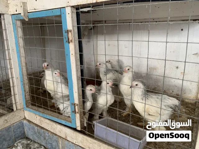 دجاج البراهما الكولمبي العملاق