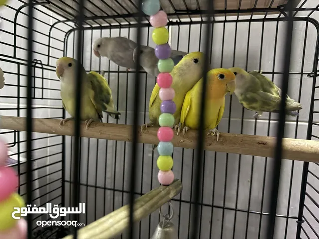 بيع طيور 7 روز و 4 فيشر الوان جميله