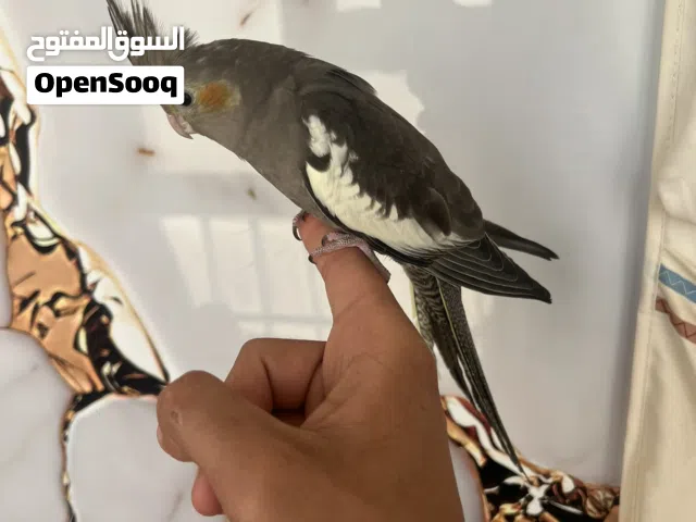 كوكتيل الله يبارك