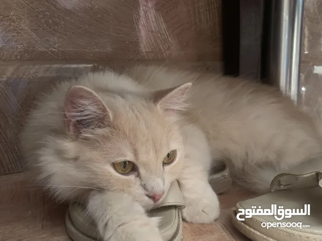 female persan eam w 3 chhorprix negociablew meaha swalhha