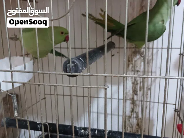 ببغاء للبيع