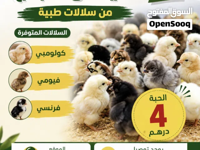 متوفر صيصان دجاج من سلالات طيبة