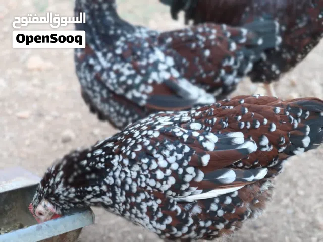 دجاج سايكس بورسلان