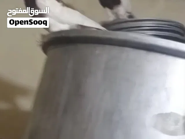 زوج نفاخ لبيع