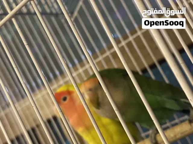 سلام عليكم متوفر فحل غندور واحد لون اصفر ووجه برتقالي فولل الافه وفحل ثاني اخضر طالبات تزاوج للبيع