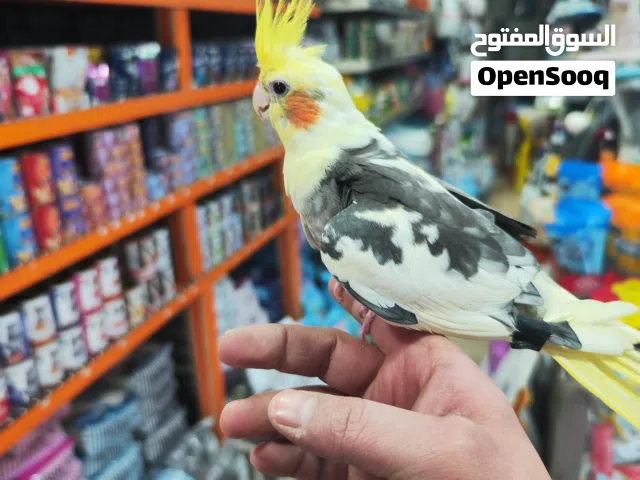 تشكيله كوكتيلات من احلى الانواع واحلى الوان على الاطلاق متوفر اربع حبات بسعر جدا مميز