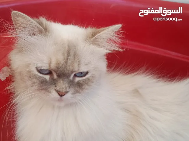 قطة نيفا (راقدول) وقطين عمر شهر