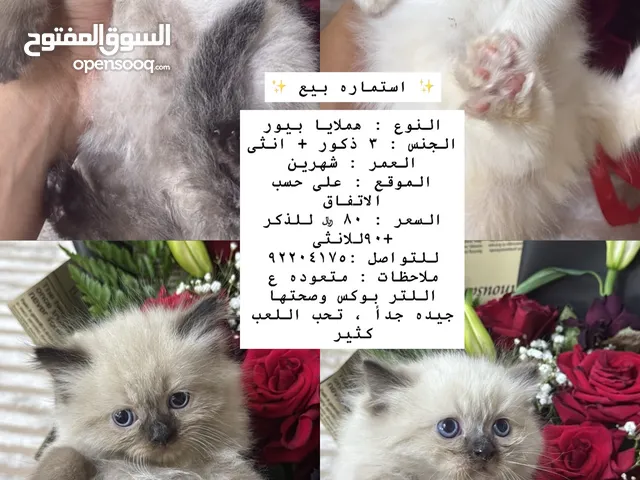 قطط هملايا بيور