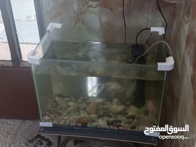 سمك للبيع.