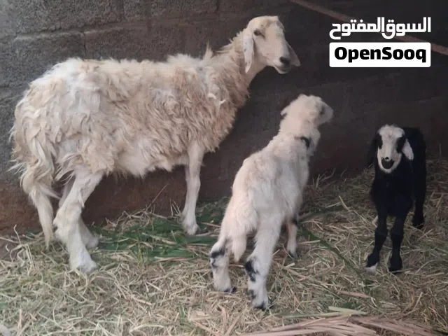 جاعده تاوم تهجين سوداني