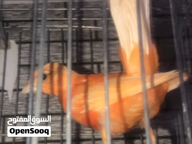 متاح 4 حبات مخاليف اللون دم  حبات نواعم كفالة لون
