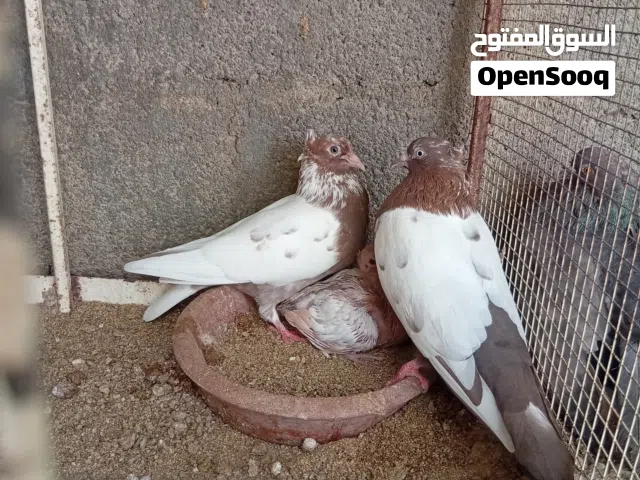 حمام زينه عينك ميزانك