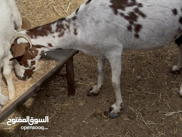 شوهات تهجين