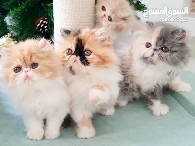 Persian Kitten for Adoption