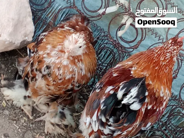 دجاج براهما استرالي مخلط العمر يمكن تلاته اشهر