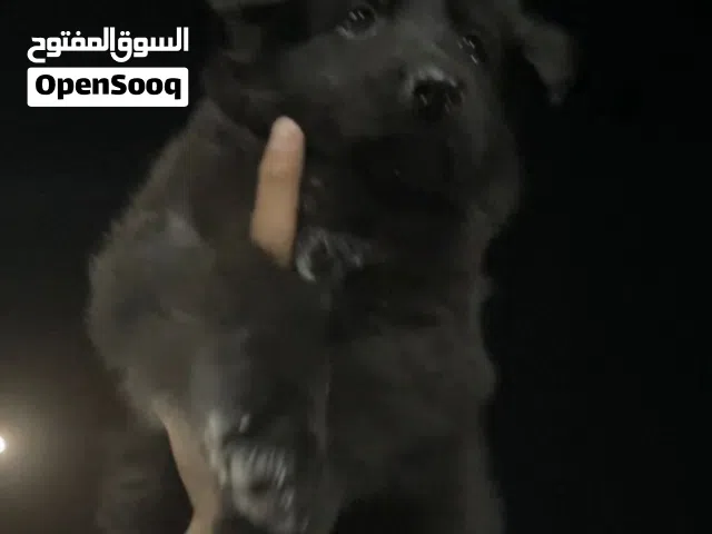 جراوي جيرمن لونج هير (وصف مهم)