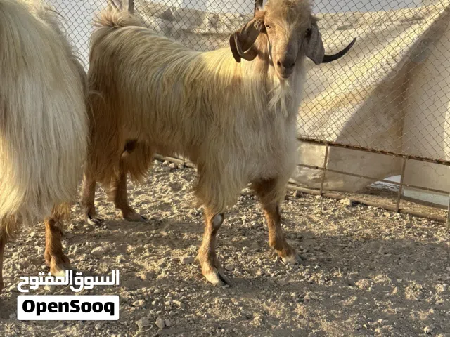 للبيع من حلال الجبل الأخضر
