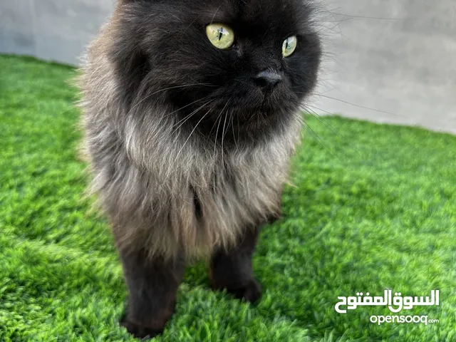 قطه اليفه شيرازيه