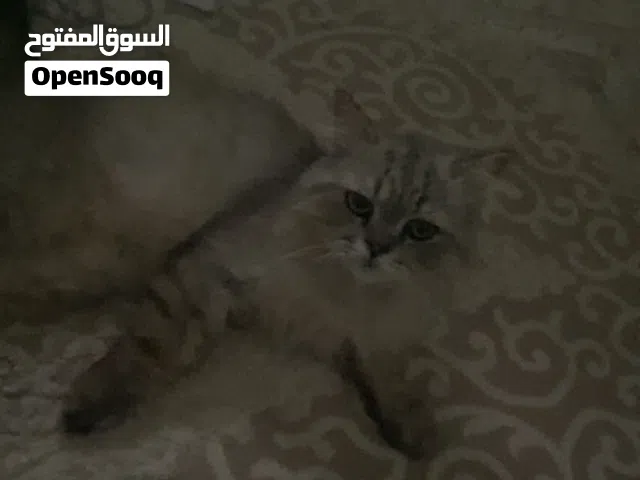 قط شيرازي  للبيع