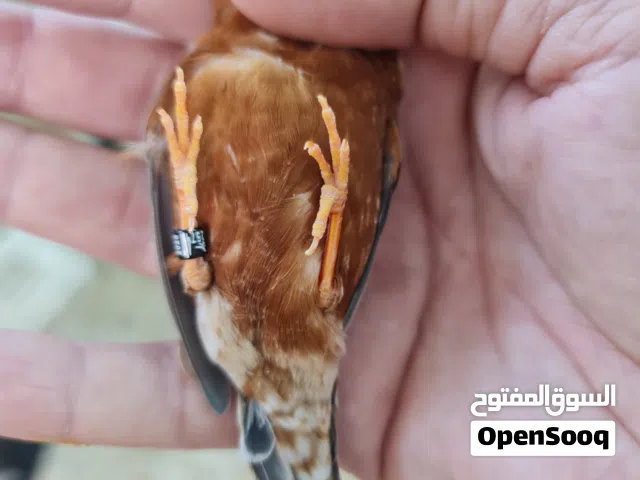زيبرا جامبو فول اورنج