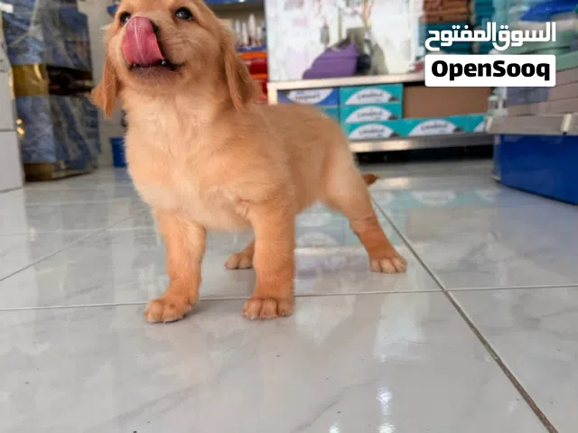 Golden Retriever puppies