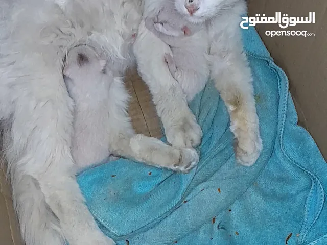قطه شيرازي اول ولده