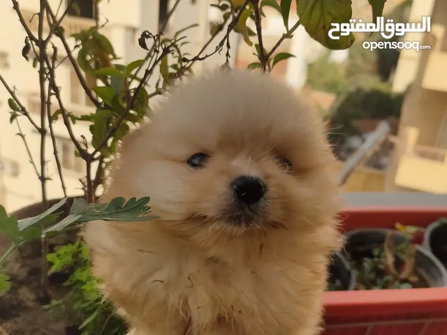 كلب بوميرينيان tea cup