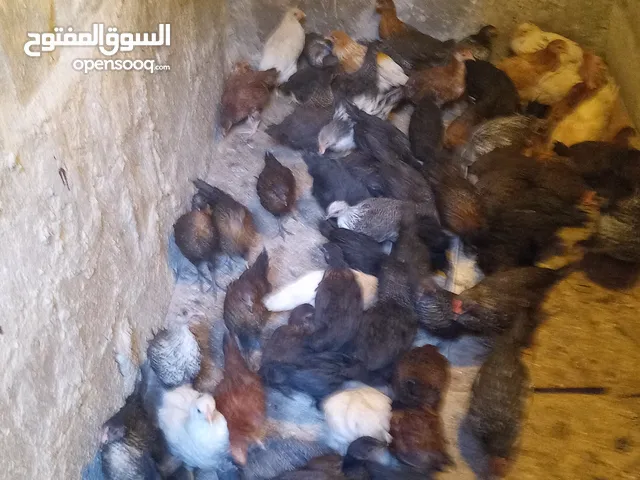 صوص فيومي عمره شهرين ماخذ جميع المطاعيم الصوص الواحد نقه ديناري والكوم على 175