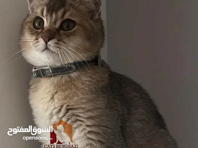 قط سكوتش فولد قولدن